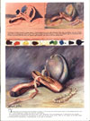 Claretta White Paints Still Life